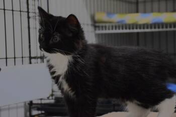camilo -  Domestic Medium Hair Cat for Adoption in Claresholm, Alberta - Camilo | PetCurious