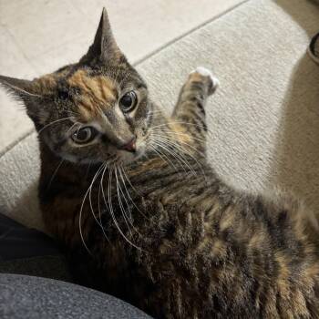 Bella -  American Shorthair Cat for Adoption in Rochester, Minnesota - Bella | PetCurious