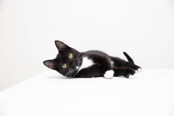 Rescue Domestic Short Hair Cats for Adoption in Montclair, New Jersey - Heather | PetCurious