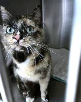 Miko -  Domestic Short Hair Cat for Adoption - Miko | PetCurious