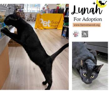 Domestic Short Hair Cats Available for Adoption in Miami, Florida - Lunah | PetCurious