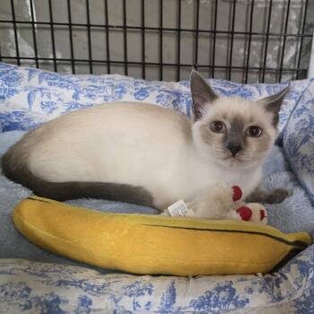 Faith -  Siamese Cat for Adoption in Johnson City, New York - Faith | PetCurious