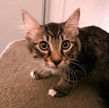 Braxton -  Domestic Long Hair and Tabby Cat for Adoption in Glendale, Arizona - Braxton | PetCurious