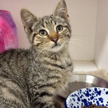 Domestic Short Hair and Ragdoll Cats Available for Adoption in League City, Texas - Chili Pepper | PetCurious