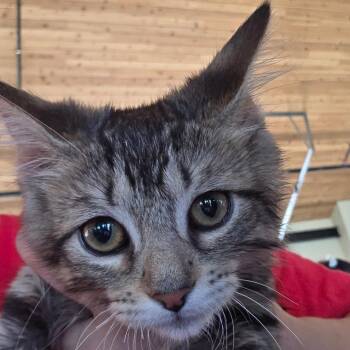 Arrowette (Carol Kitten 1) -  Domestic Medium Hair Cat for Adoption in Leander, Texas - Arrowette (Carol Kitten 1) | PetCurious