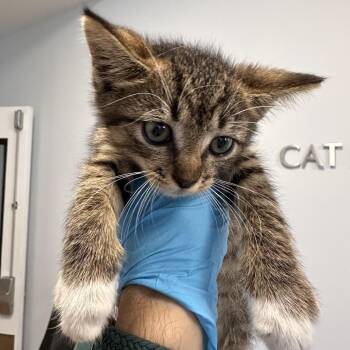 Tadpole -  Domestic Short Hair Cat for Adoption in West Palm Beach, Florida - Tadpole | PetCurious