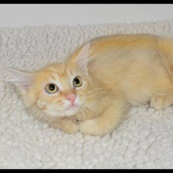 Asher -  Tabby Cat for Adoption in San Andreas, California - Asher | PetCurious