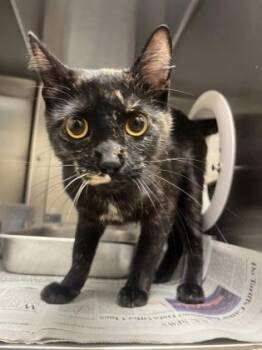 Domestic Short Hair Cats Available for Adoption in Wichita, Kansas - Elvira | PetCurious
