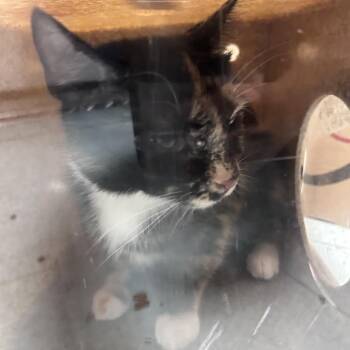 Katseye -  Domestic Short Hair Cat for Adoption in Philadelphia, Pennsylvania - Katseye | PetCurious