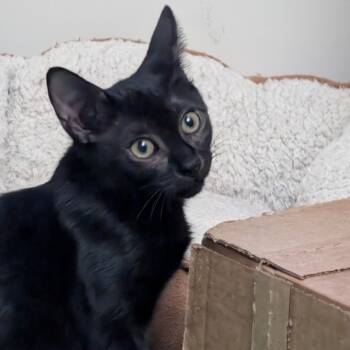 Rescue Domestic Short Hair Cats for Adoption in Cumming, Georgia - Cypress | PetCurious