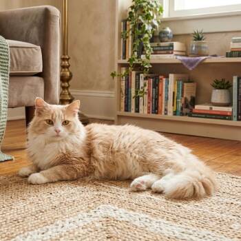 Domestic Long Hair Cats Available for Adoption in Pittsfield, Illinois - Michelle | PetCurious