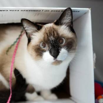 Bunker -  Siamese Cat for Adoption in Atlanta, Georgia - Bunker | PetCurious