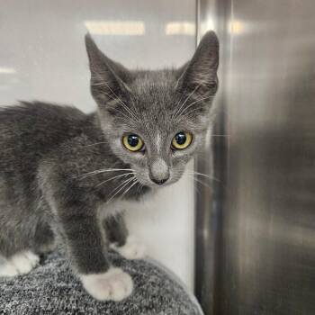 Gladius -  Domestic Short Hair Cat for Adoption in Grantsville, Utah - Gladius | PetCurious
