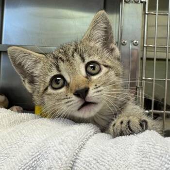Agave -  Domestic Short Hair Cat for Adoption in Richmond, Virginia - Agave | PetCurious