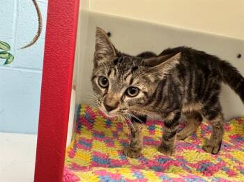 CASTLE -  Domestic Short Hair Cat for Adoption in Peoria, Illinois - CASTLE | PetCurious