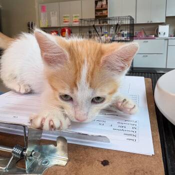 Brooks -  Domestic Short Hair Cat for Adoption in Huntington, West Virginia - Brooks | PetCurious