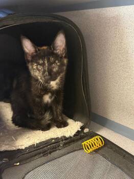 Pearl -  Domestic Short Hair Cat Available for Adoption in Breinigsville, Pennsylvania - Pearl | PetCurious