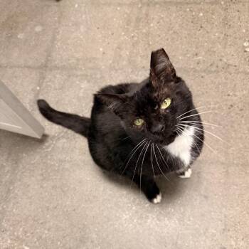 Laney Boy -  Domestic Short Hair Cat Available for Adoption in Buffalo, New York - Laney Boy | PetCurious