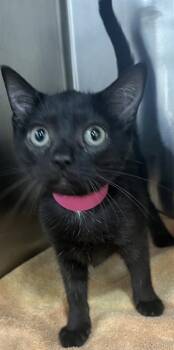 GISELLE -  Domestic Short Hair Cat for Adoption - GISELLE | PetCurious