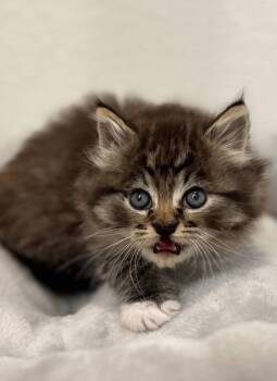 Domestic Medium Hair and Tabby Cats Available for Adoption in Campbell, California - Pepper | PetCurious