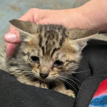 Tabby-Green -  Domestic Short Hair Cat for Adoption in Greenville, Pennsylvania - Tabby-Green | PetCurious