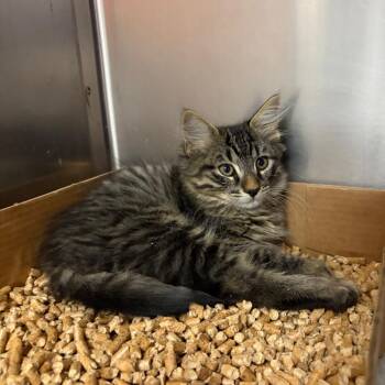 Murray -  Domestic Medium Hair Cat for Adoption in Westminster, California - Murray | PetCurious