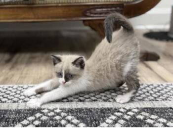 Rescue Domestic Medium Hair and Tabby Cats for Adoption in Lawrenceville, Georgia - Cheese | PetCurious