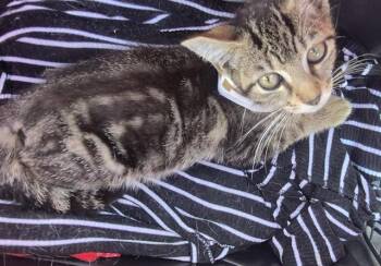 Domestic Short Hair Cats Available for Adoption in San Antonio, Texas - HAMBO | PetCurious