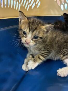 A136680 -  Domestic Short Hair Cat for Adoption in Palmetto, Florida - A136680 | PetCurious