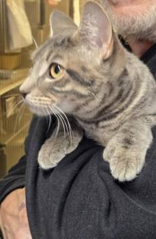 Domestic Short Hair Cats Available for Adoption - 2026-33 Blue Sky | PetCurious