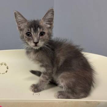 Five Cheese Ziti -  Domestic Short Hair Cat for Adoption in Columbus, Georgia - Five Cheese Ziti | PetCurious
