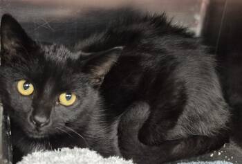 Rescue Domestic Short Hair Cats for Adoption in Decatur, Illinois - QUEEN | PetCurious