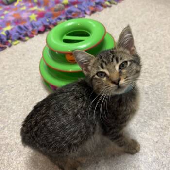 Rescue Domestic Short Hair Cats for Adoption in Buellton, California - Crunch Bar | PetCurious