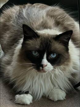 Ragdoll Cats Available for Adoption in Hendersonville, Tennessee - Reggie - Courtesy Post | PetCurious