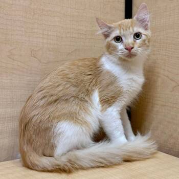 Pennywise -  Domestic Medium Hair Cat for Adoption in San Tan Valley, Arizona - Pennywise | PetCurious