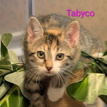 Tabyco -  Tabby Cat for Adoption in Shrewsbury, Massachusetts - Tabyco | PetCurious
