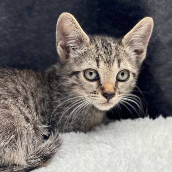 Kenzie (aqua) -  Domestic Short Hair Cat for Adoption in Tustin, California - Kenzie (aqua) | PetCurious