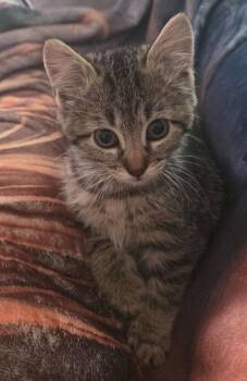 Clawdia Chomps 6710 -  Domestic Short Hair Cat for Adoption in Dallas, Texas - Clawdia Chomps 6710 | PetCurious