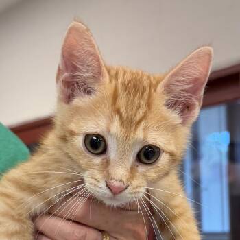 Strife -  Domestic Short Hair Cat for Adoption in Slidell, Louisiana - Strife | PetCurious