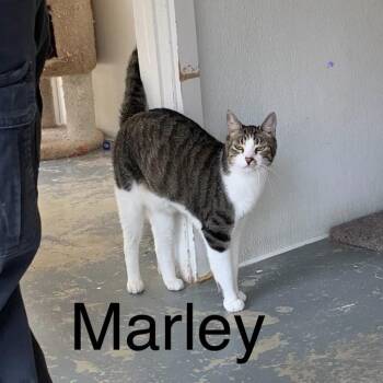 Marley -  Domestic Short Hair Cat for Adoption in Hollister, California - Marley | PetCurious