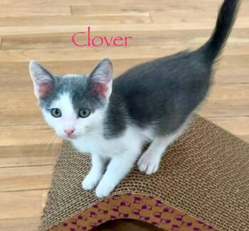 Clover -  Domestic Short Hair Cat for Adoption in Shrewsbury, Massachusetts - Clover | PetCurious
