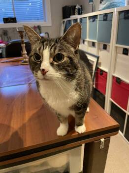 Rescue Tabby Cats for Adoption in Ottawa, Ontario - Midas | PetCurious