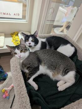 Domestic Short Hair Cats Available for Adoption in Portland, Oregon - Maui | PetCurious