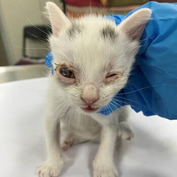 Homer -  Domestic Short Hair Cat for Adoption in Las Cruces, New Mexico - Homer | PetCurious