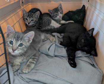 Tigger -  Domestic Short Hair and Tabby Cat for Adoption in Glendale, Arizona - Tigger | PetCurious