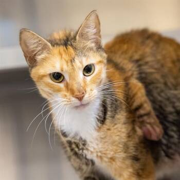 TINA SPAY -  Domestic Short Hair Cat for Adoption in Houston, Texas - TINA SPAY | PetCurious