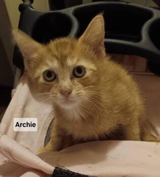 ARCHIE -  Domestic Short Hair Cat for Adoption in Peoria, Illinois - ARCHIE | PetCurious