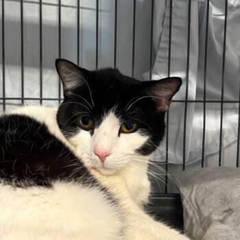 Topanga -  Domestic Short Hair Cat for Adoption in Saugerties, New York - Topanga | PetCurious