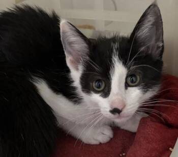 Domestic Short Hair Cats Available for Adoption in North Charleston, South Carolina - 92050a Eclipse-PetSmart Mt. Pleasant | PetCurious