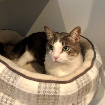 Domestic Short Hair Cats Available for Adoption in Lodi, California - Oliver | PetCurious